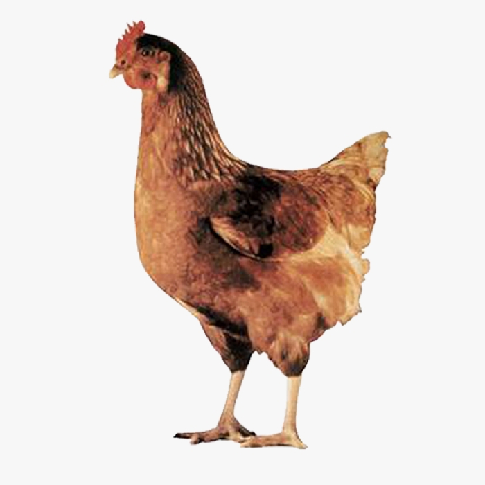 Gà Siêu Đẻ JAPFA BROWN